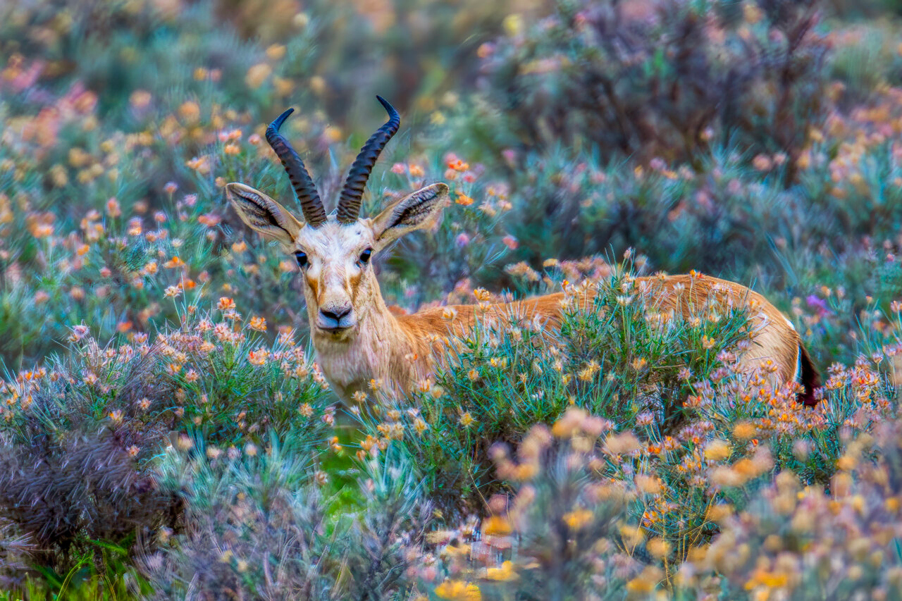 عکس زیبای آهو
