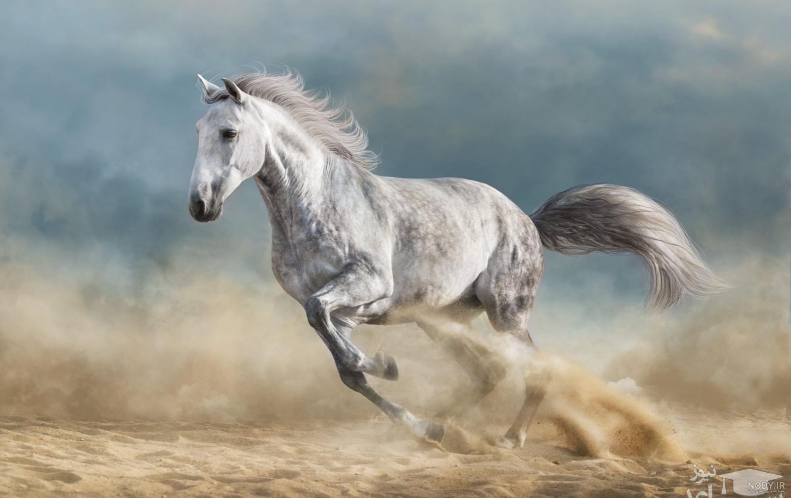 عکس سم اسبی
