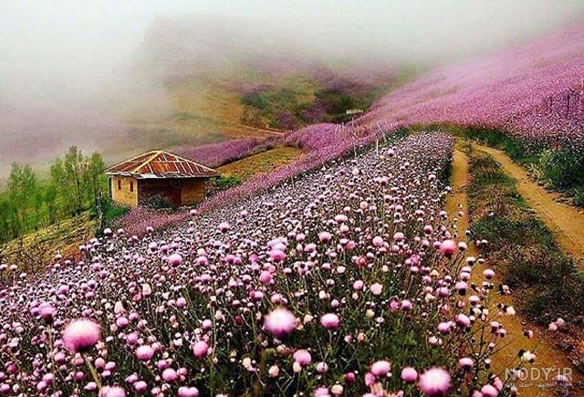 عکس طبیعت بهاری صورتی عکس طبیعت بهاری صورتی