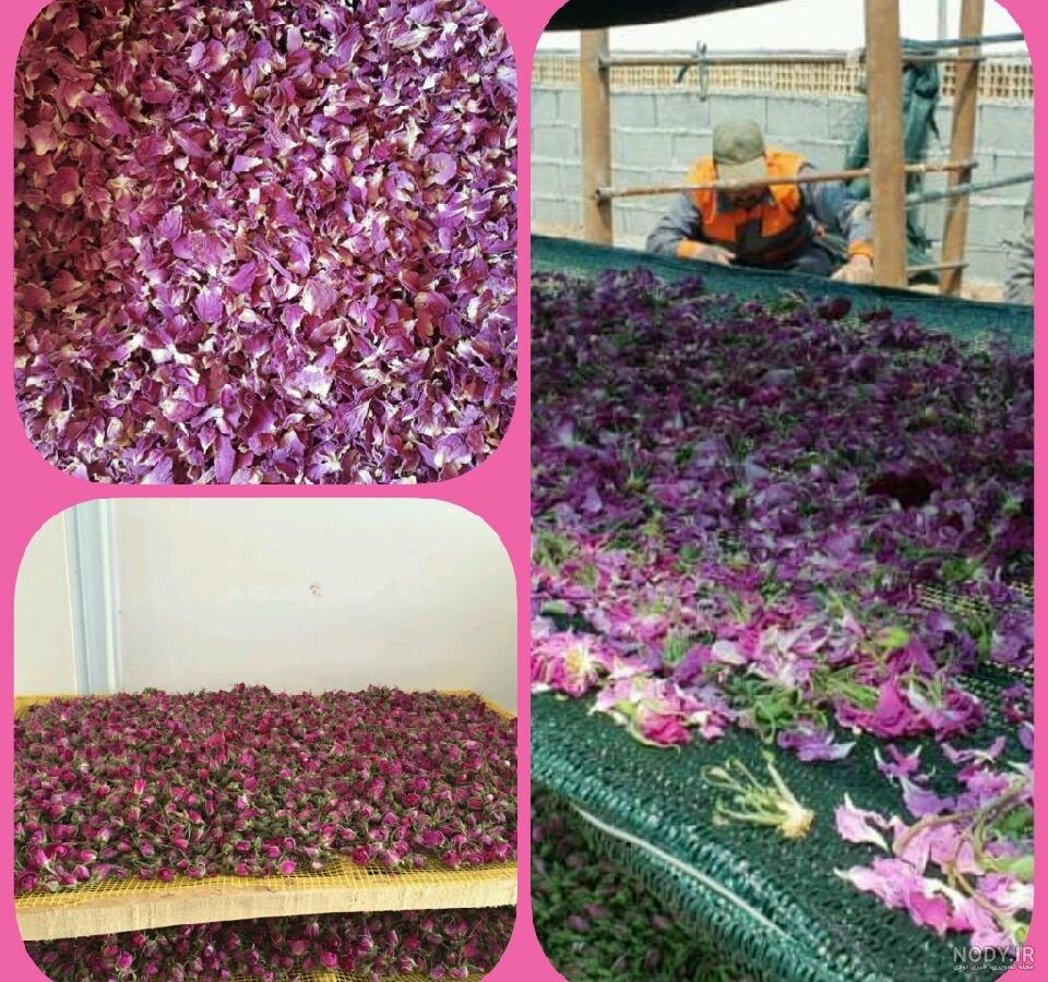 عکس غنچه گل محمدی خشک