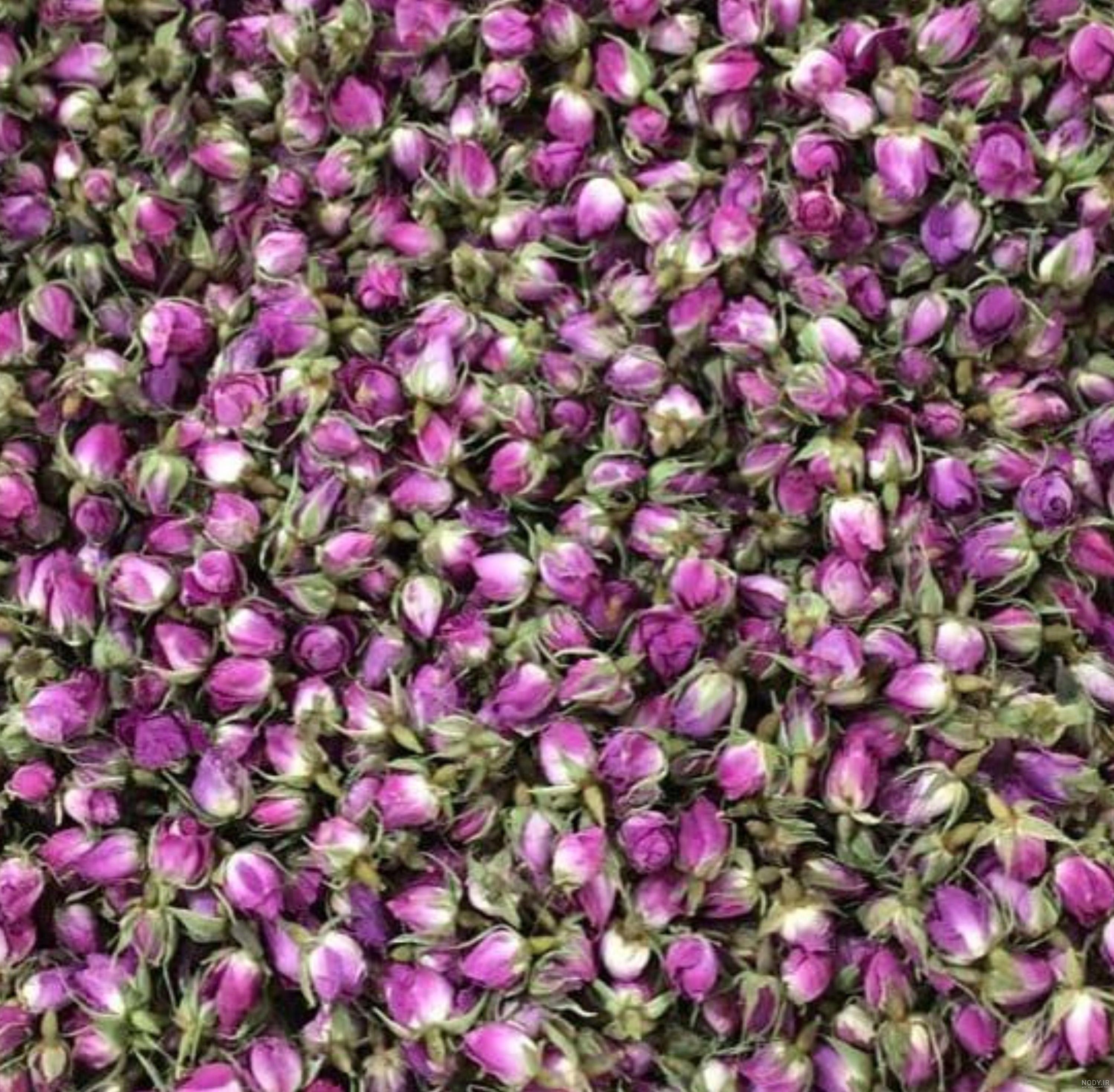 عکس غنچه گل محمدی - عکس نودی