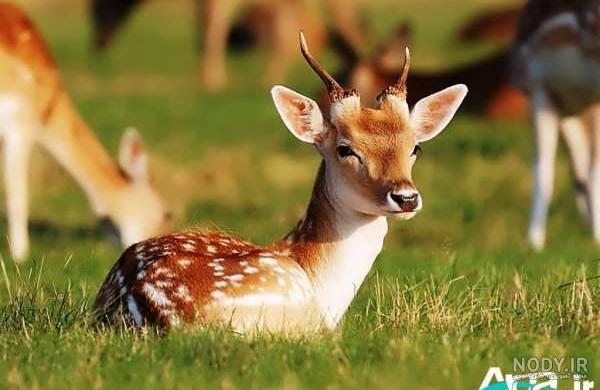 عکس های قشنگ اهو - عکس نودی