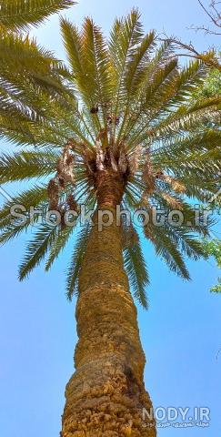 عکس منظره نخل - عکس نودی