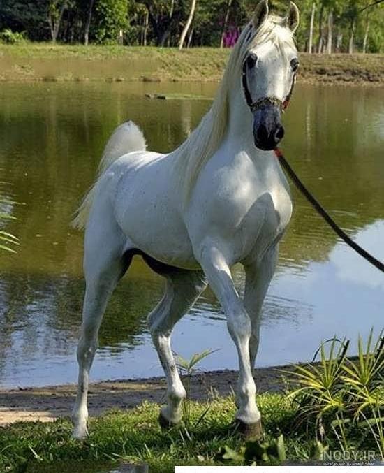 عکس نژاد اسب عربی عکس نژاد اسب عربی