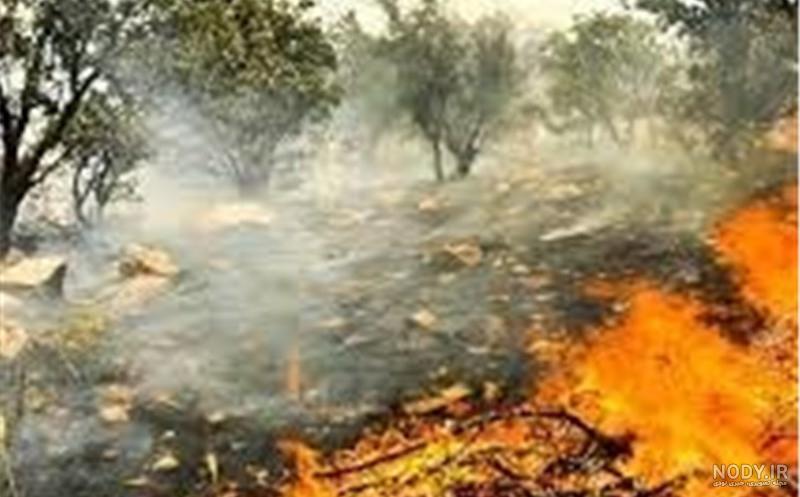 عکس هولناک از جنگل اتش سوزی عکس هولناک از جنگل اتش سوزی
