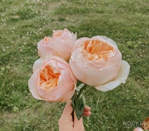 عکس پروفایل گل ۱۴۰۲ زیبا و دوست داشتنی (۸۰ تصویر جذاب)