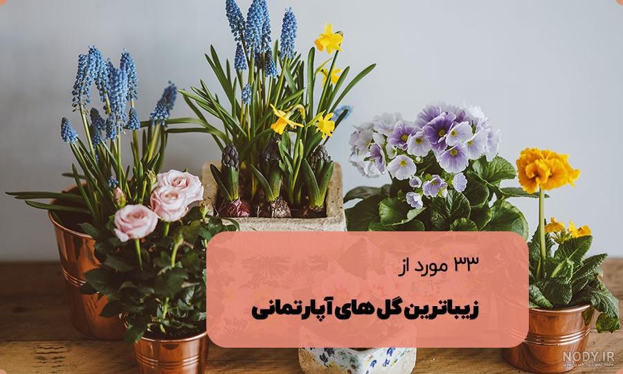 عکس گل - آرگا