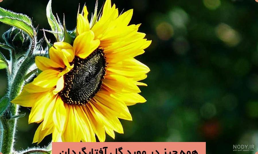 عکس گل آفتابگردان برای پس زمینه موبایل و عکس پروفایل با کیفیت بالا عکس گل آفتابگردان برای پس زمینه موبایل و عکس پروفایل با کیفیت بالا