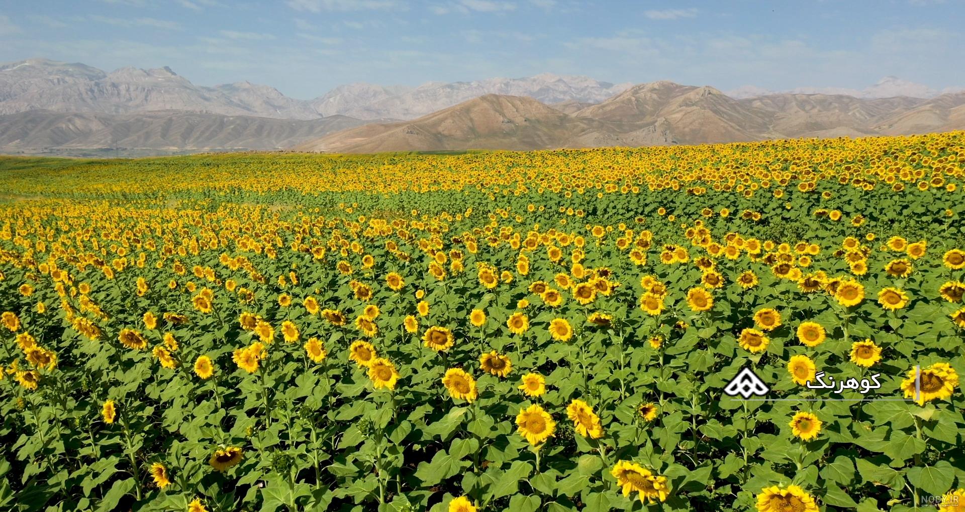 عکس گل آفتابگردان داخل سبد | تیک طرح مرجع گرافیک ایران عکس گل آفتابگردان داخل سبد | تیک طرح مرجع گرافیک ایران