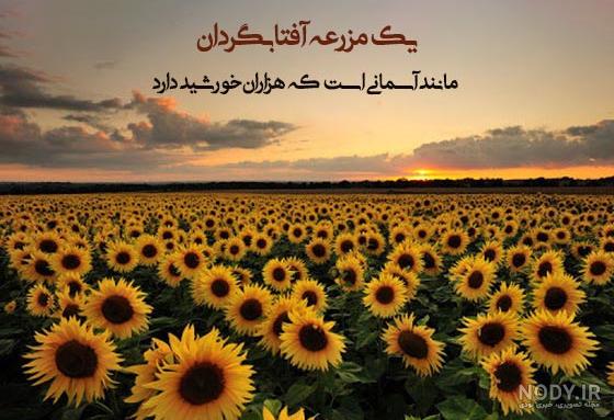 عکس گل آفتابگردان زیر باران عکس گل آفتابگردان زیر باران