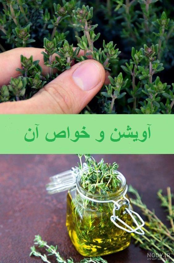 عکس گل آویشن باغی