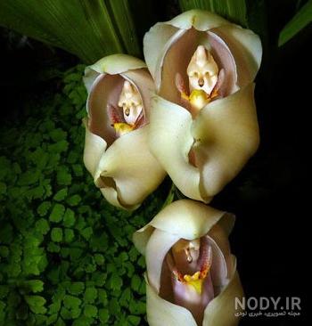 عکس گل میمون خشک شده عکس گل میمون خشک شده