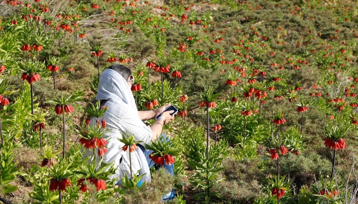 عکس گل شیپوری وحشی عکس گل شیپوری وحشی