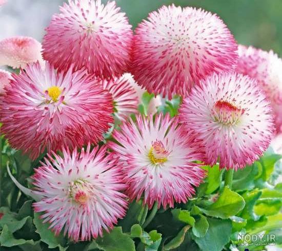 عکس گلهای زیبای بهاری برای پروفایل - عکس نودی عکس گلهای زیبای بهاری برای پروفایل - عکس نودی