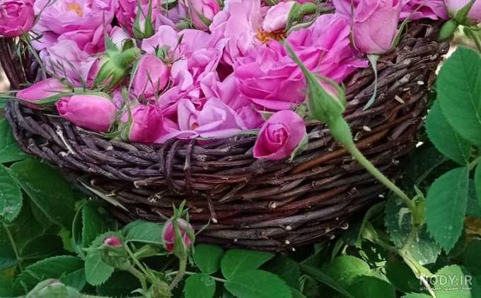 غنچه گل محمدی - فروشگاه محصولات غذایی صحالند