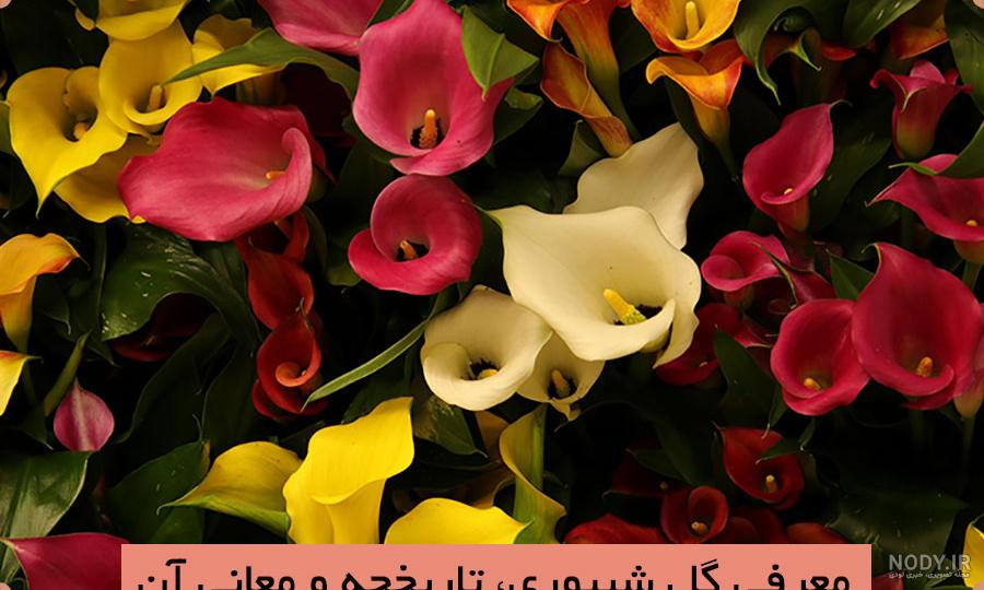 فرارو | (تصاویر) دشت لاله‌های واژگون
