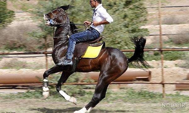 فرارو | (تصاویر) نمایش اسب‌های اصیل عرب در کردستان عراق
