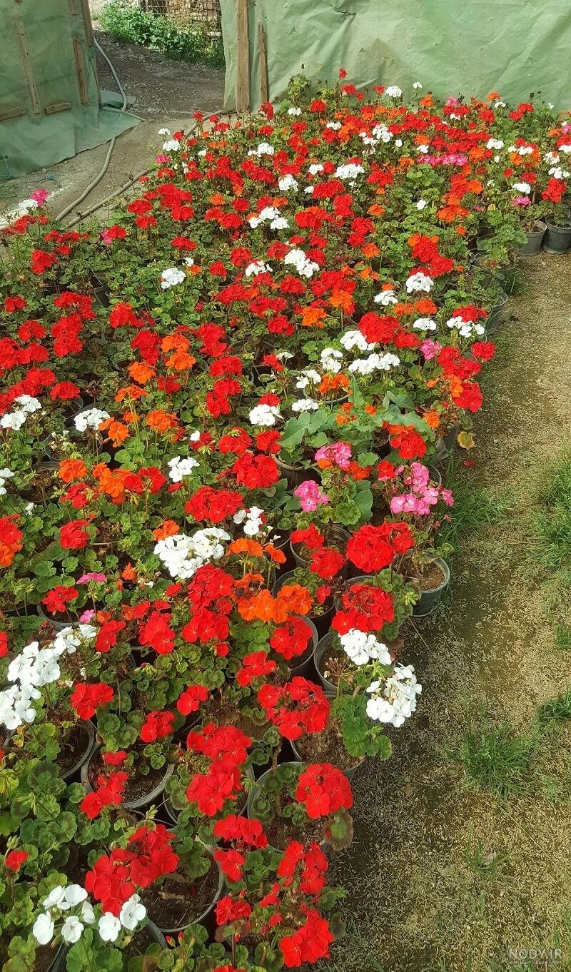 فروش شمعدانی | قرمز | صورتی | بنفش | زرد | تک و عمده در فلوریست | Florist.ir فروش شمعدانی | قرمز | صورتی | بنفش | زرد | تک و عمده در فلوریست | Florist.ir