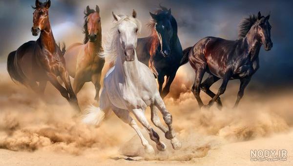 فیلم عکس اسب تک شاخ واقعی