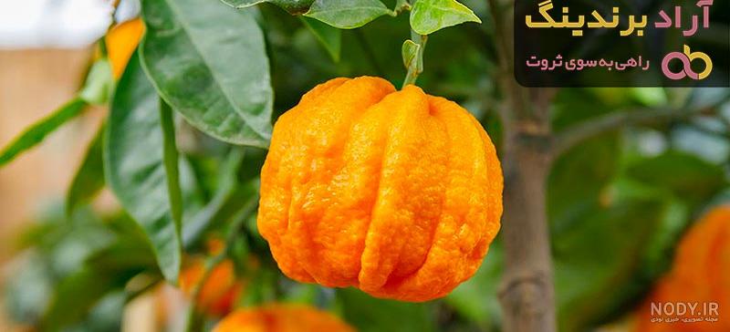 قیمت و خرید بهار نارنج خشک شده برای آرامش و بی خوابی | عطارچیان قیمت و خرید بهار نارنج خشک شده برای آرامش و بی خوابی | عطارچیان
