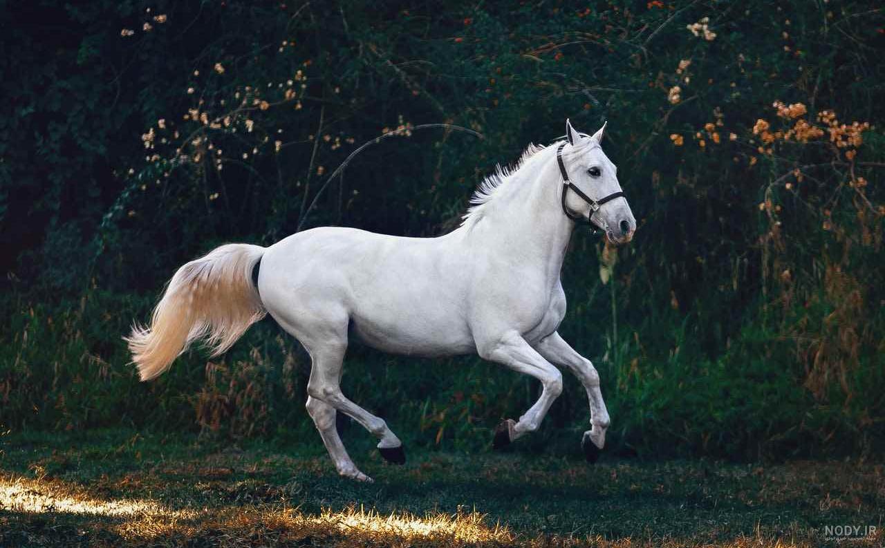 قیمت و خرید عروسک اسب سفید عرب سافاری کد 159205 سایز 2 قیمت و خرید عروسک اسب سفید عرب سافاری کد 159205 سایز 2
