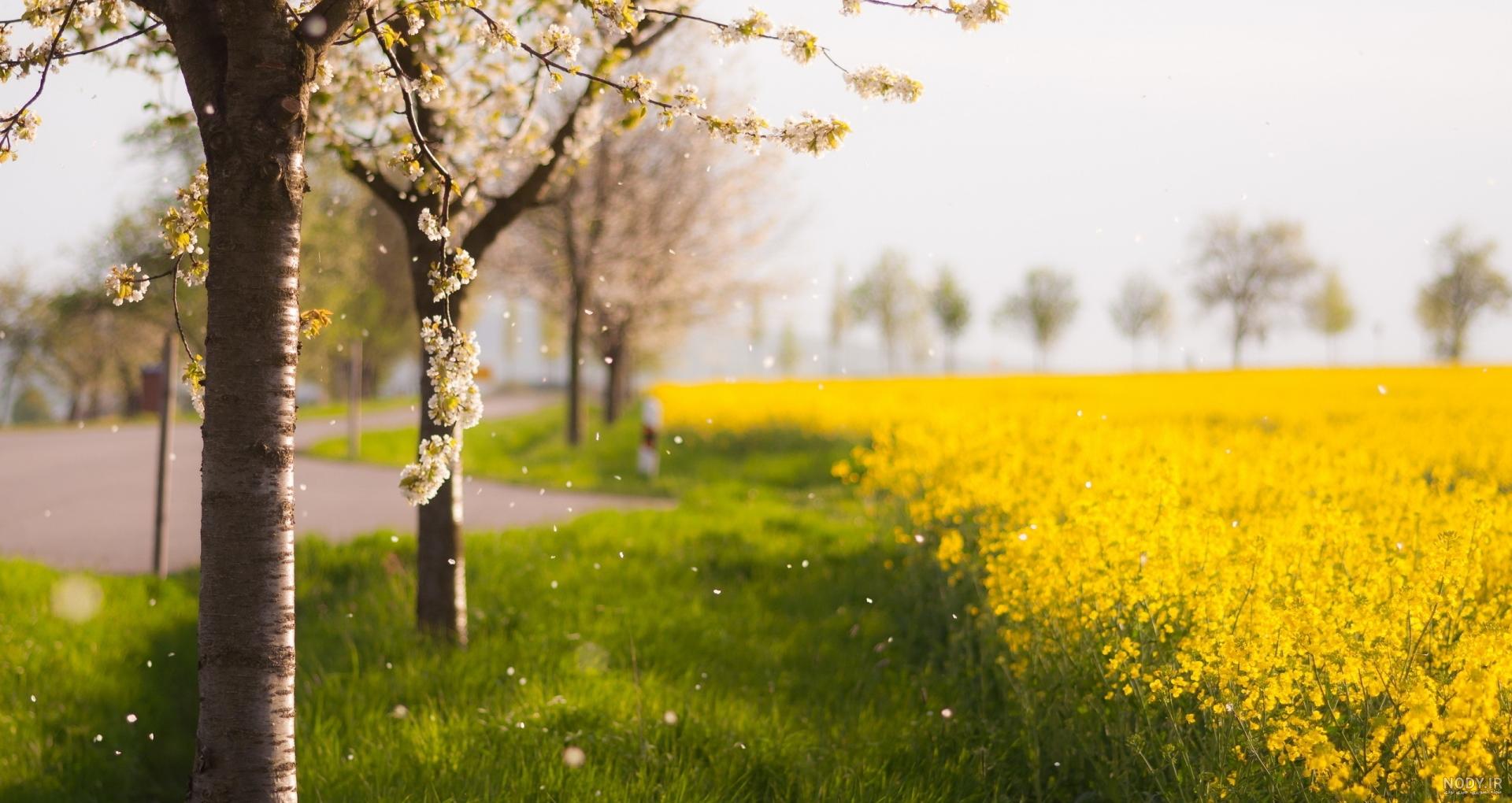 مجموعه بی نظیر از عکس شکوفه های بهاری برای پس زمینه دسکتاپ Flowers Sakura Spring مجموعه بی نظیر از عکس شکوفه های بهاری برای پس زمینه دسکتاپ Flowers Sakura Spring