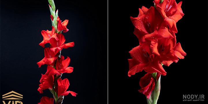 مجموعه عکس گل نرگس - متمم مجموعه عکس گل نرگس - متمم