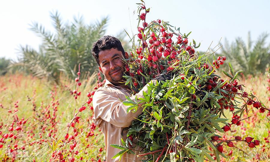 مزرعه چای ترش+عکس مزرعه چای ترش+عکس