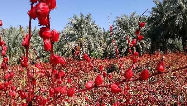 مشرق نیوز - عکس/ مزرعه چای ترش مشرق نیوز - عکس/ مزرعه چای ترش