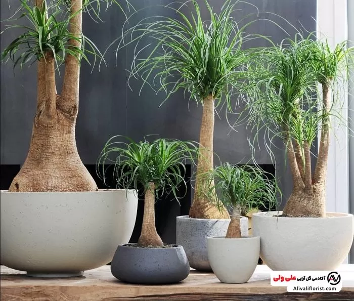 معرفی گل لیندا و آموزش روش تکثیر لیندا معرفی گل لیندا و آموزش روش تکثیر لیندا