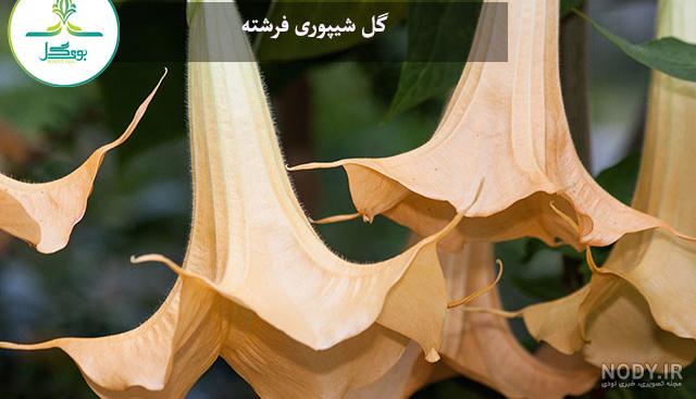 نازی گل | انواع گل شقایق نازی گل | انواع گل شقایق