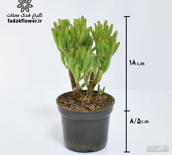 نشانه نعل اسب در دفینه یابی - معنی و مفهوم علامت نعل اسب در گنج یابی