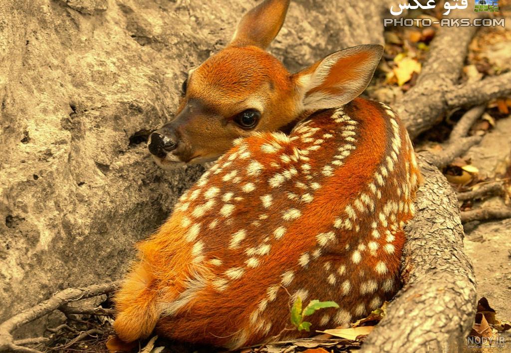 نقاشی آهو کودکانه رنگ آمیزی