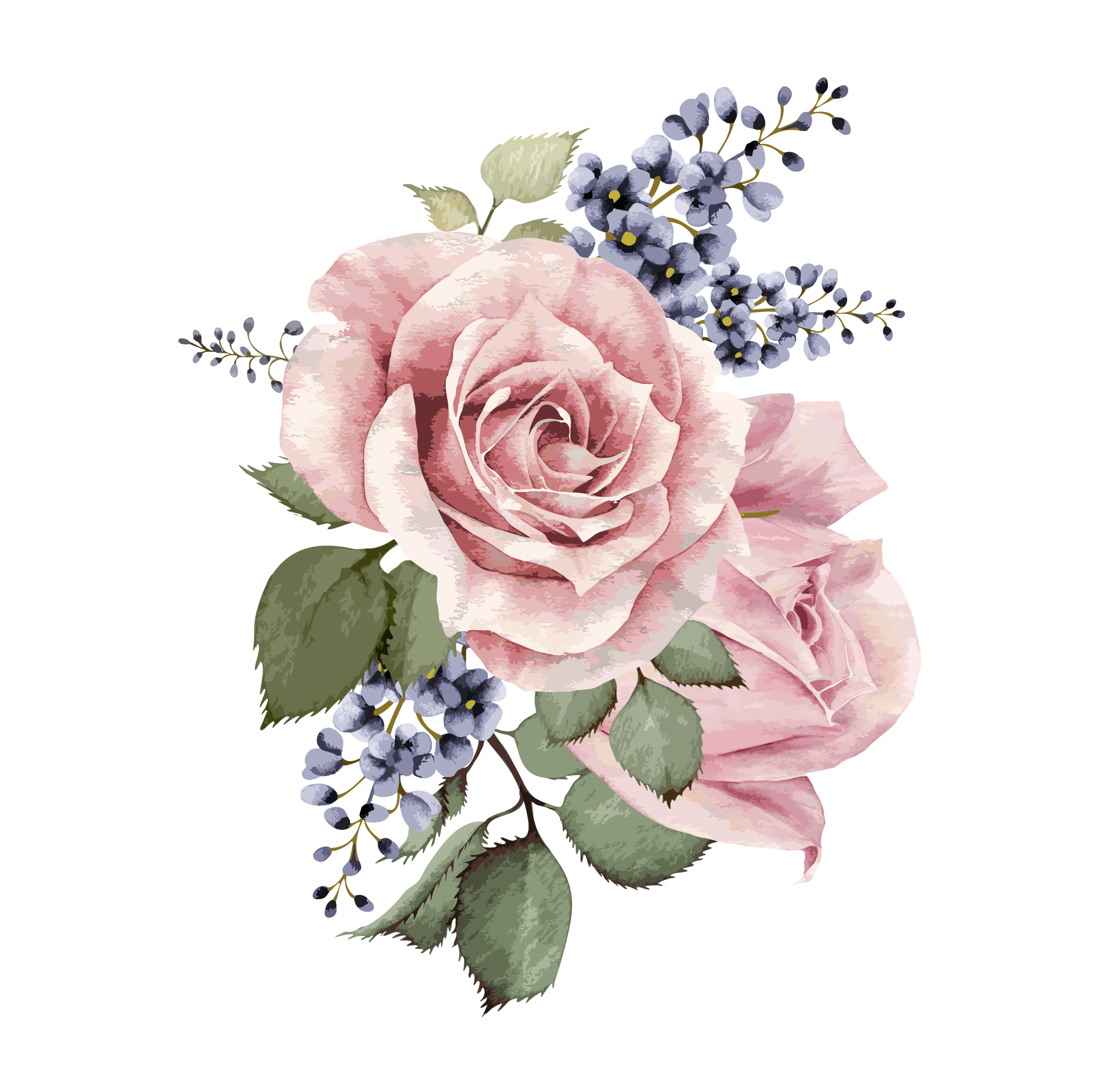 نقاشی گل صد برگ - عکس نودی