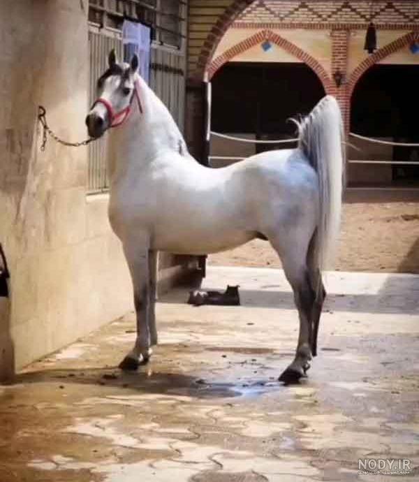 والپیپر جذاب از یک اسب سفید پر ابهت و منحصر به فرد والپیپر جذاب از یک اسب سفید پر ابهت و منحصر به فرد