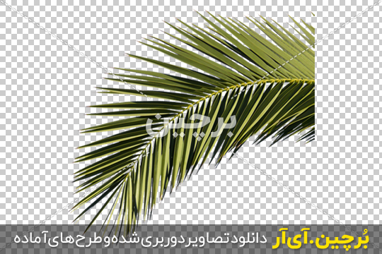 پس زمینه طبیعی درختان نخل آسمان آبی و گیاهان گرمسیری 1318239