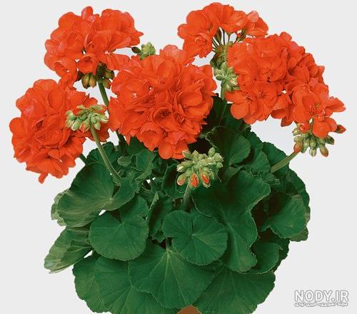 چگونه بیماری شمعدانی را درمان کنیم ؟ - ایران درخت چگونه بیماری شمعدانی را درمان کنیم ؟ - ایران درخت