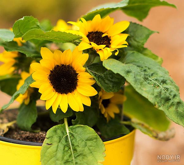 ژست | عکاسی | ایده | کدوم عکس رو بیشتر دوست داشتین؟😍💛 . . . بیا خاص باشیم مثلا تو بیخیال ِ باران و عاشقانه هایش و من آفتابی ترین گل های آفتابگردان را دور… | Instagram ژست | عکاسی | ایده | کدوم عکس رو بیشتر دوست داشتین؟😍💛 . . . بیا خاص باشیم مثلا تو بیخیال ِ باران و عاشقانه هایش و من آفتابی ترین گل های آفتابگردان را دور… | Instagram