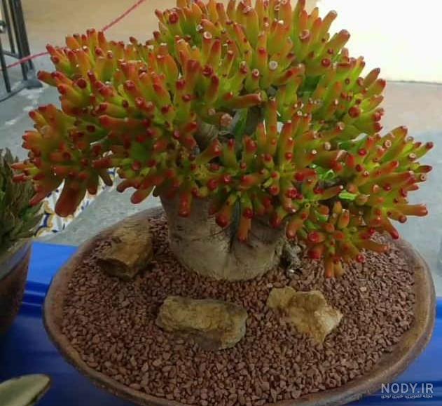 کراسولا سم اسبی،کراسولا گوش شرک،جید گالوم Gollum Jade, Trumpet Jade
