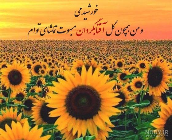 کشت گل آفتابگردان در چهارمحال و بختیاری | خبرگزاری صدا و سیما کشت گل آفتابگردان در چهارمحال و بختیاری | خبرگزاری صدا و سیما
