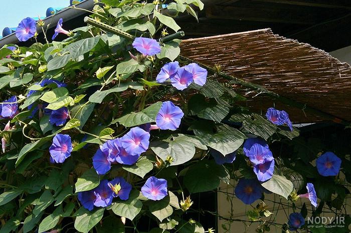 کمیاب ترین عکس گل نیلوفر مرداب شکوفا شده در بالای سطح آب کمیاب ترین عکس گل نیلوفر مرداب شکوفا شده در بالای سطح آب