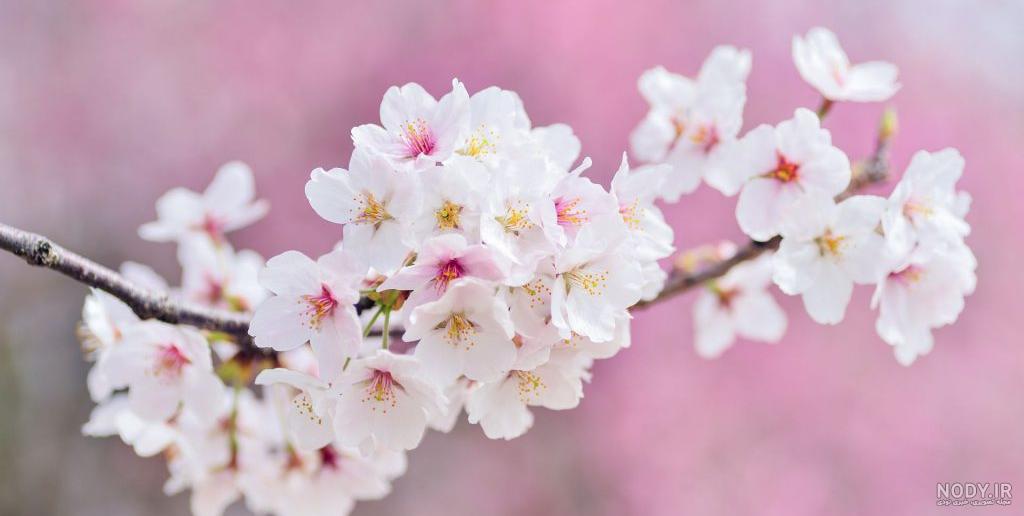 گالری تصاویر طبیعت برای تقویم (فصل بهار) | ضیاءالصالحین گالری تصاویر طبیعت برای تقویم (فصل بهار) | ضیاءالصالحین