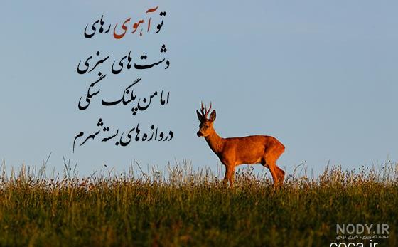 گالری عکس آهو و بچه آهو در نقاط مختلف طبیعت