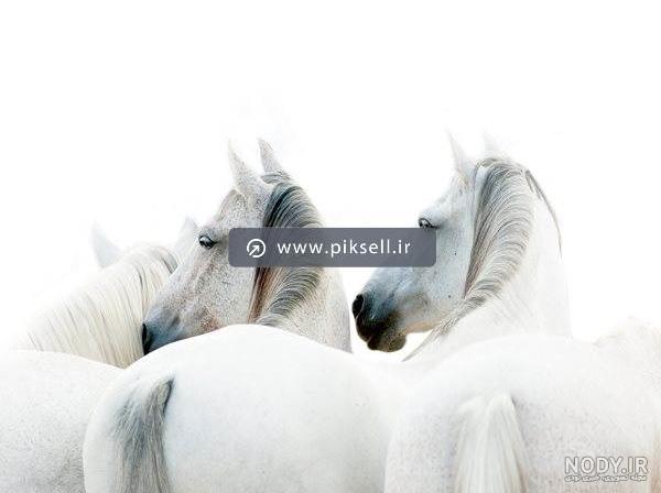 گالری عکس اسب سفید؛ عکس های بسیار زیبا و رویایی - ستاره گالری عکس اسب سفید؛ عکس های بسیار زیبا و رویایی - ستاره