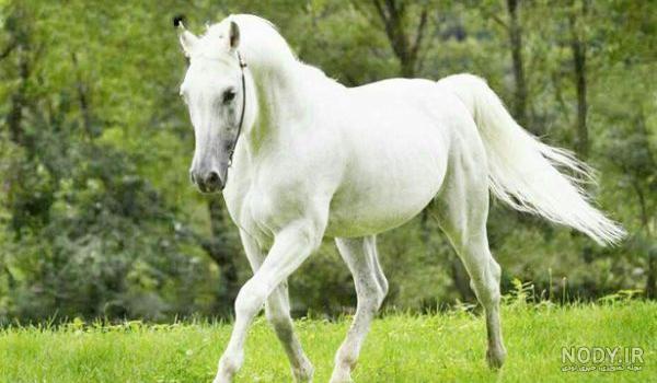 گالری عکس اسب سفید؛ عکس های بسیار زیبا و رویایی - ستاره گالری عکس اسب سفید؛ عکس های بسیار زیبا و رویایی - ستاره