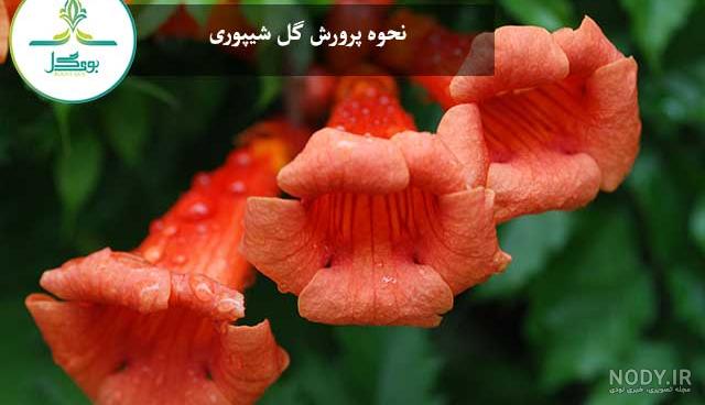 گل شیپوری - فروشگاه اینترنتی اصفهان گل گل شیپوری - فروشگاه اینترنتی اصفهان گل