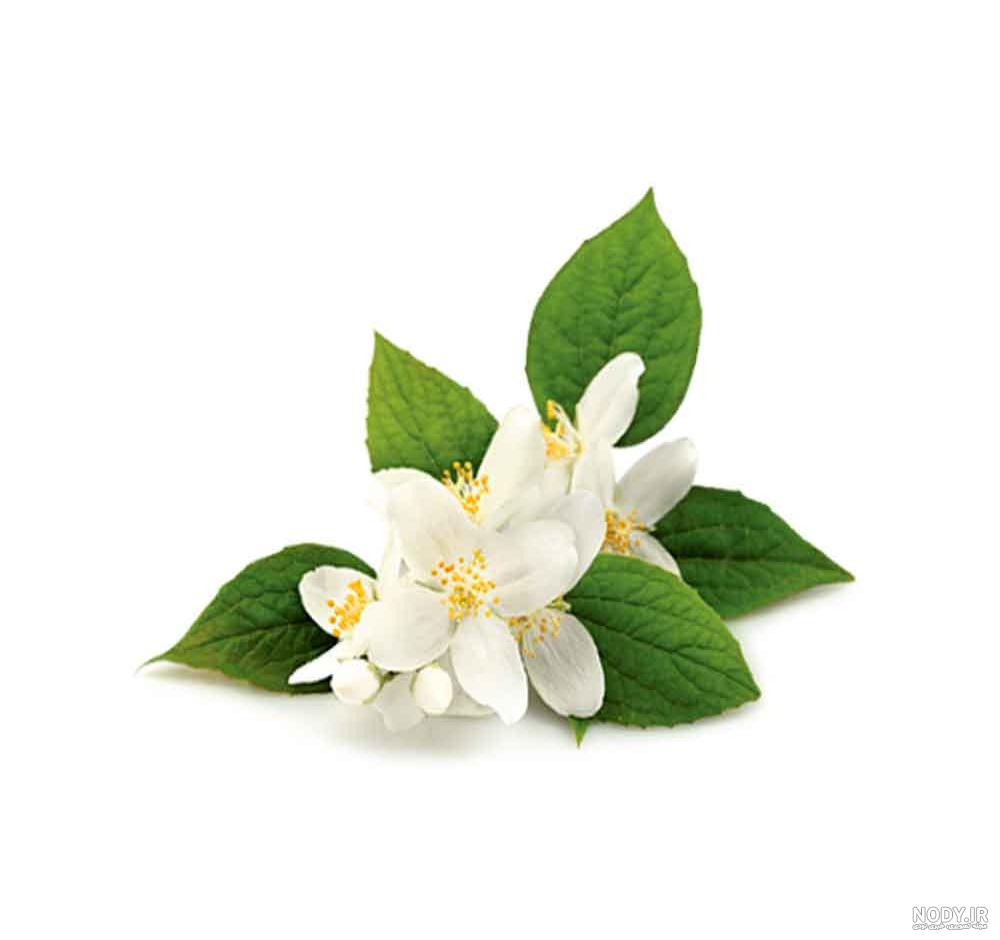 گیاه دارویی بهار نارنج (گل خشک اعلا) Citrus aurantium | فروشگاه بذر اسپندکو گیاه دارویی بهار نارنج (گل خشک اعلا) Citrus aurantium | فروشگاه بذر اسپندکو