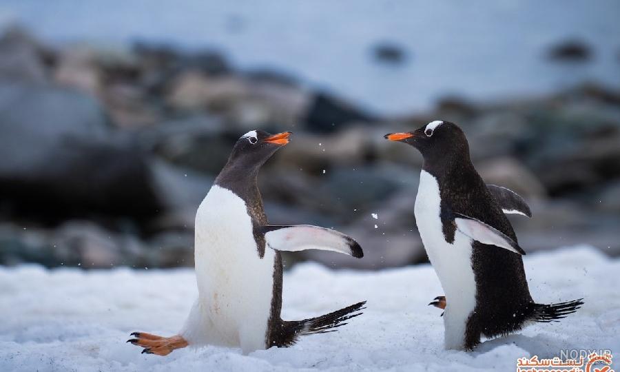  عکس بچه پنگوئن واقعی