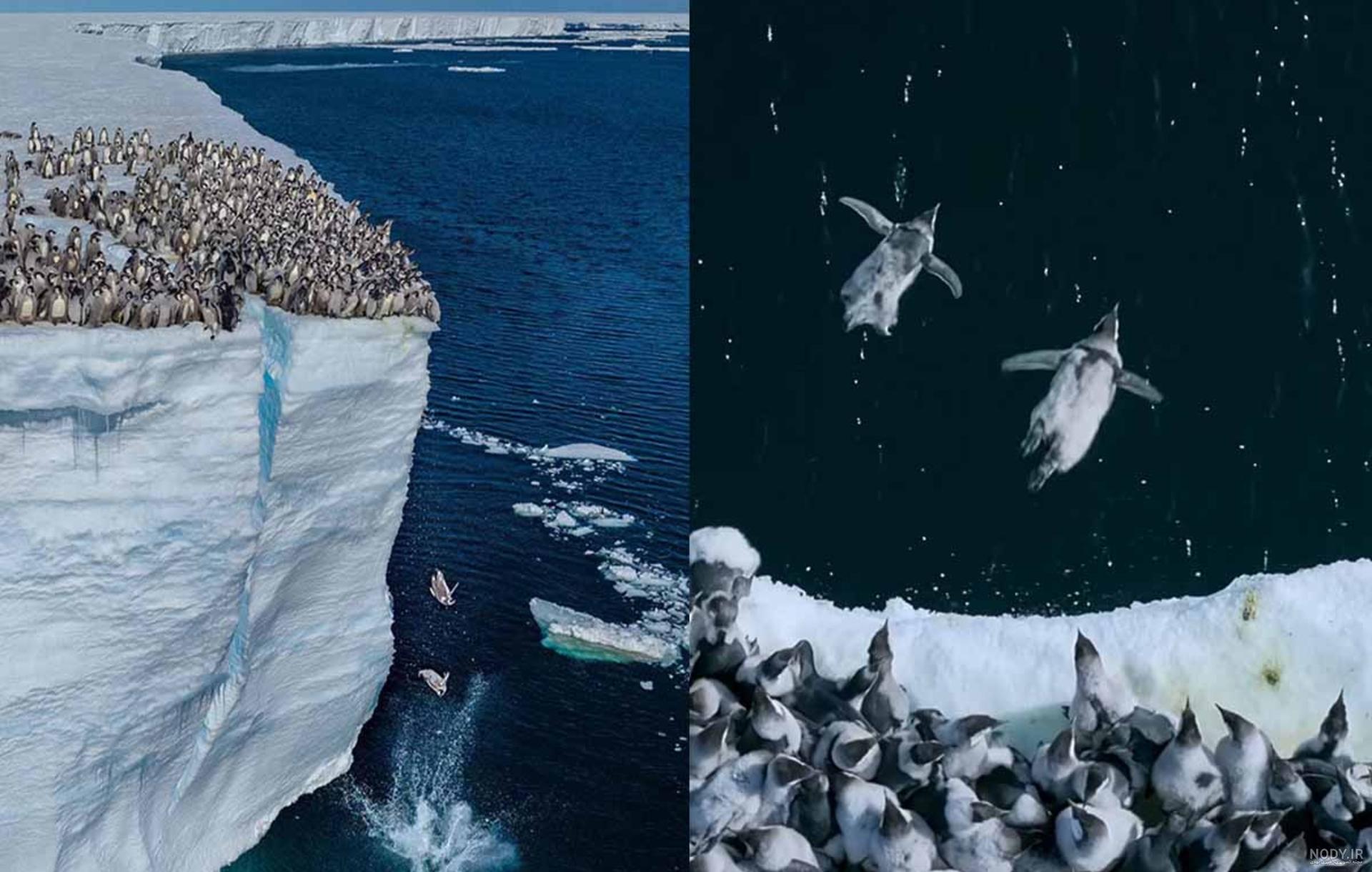  عکس بچه پنگوئن واقعی