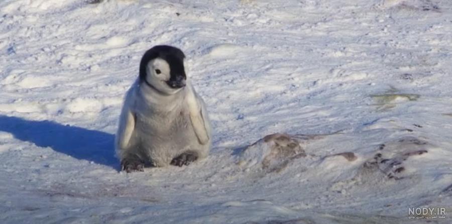  عکس بچه پنگوئن واقعی